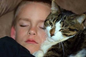 animaux de compagnie , chat